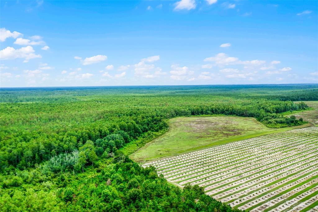 South Boggy Marsh Road Clermont, FL 34714 - Photo 18 of 26 a view of a backyard