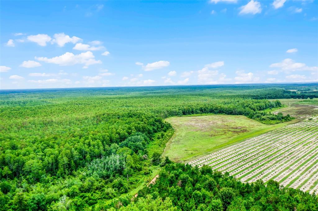 South Boggy Marsh Road Clermont, FL 34714 - Photo 2 of 26 a view of a garden and basketball court