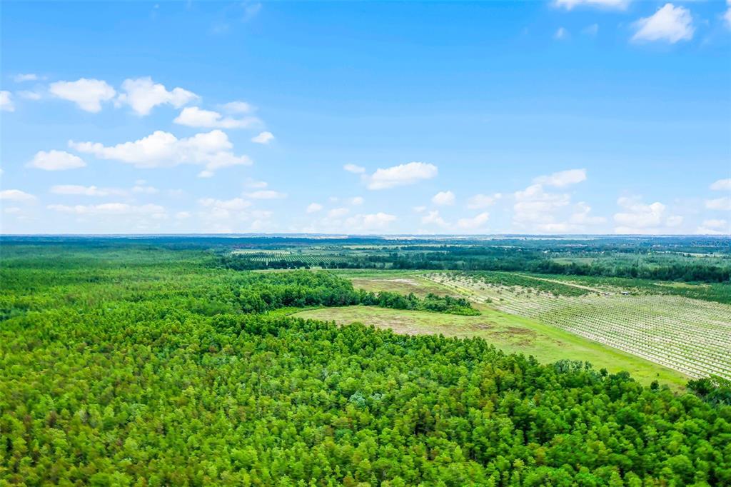 South Boggy Marsh Road Clermont, FL 34714 - Photo 4 of 26 a view of yard with ocean view
