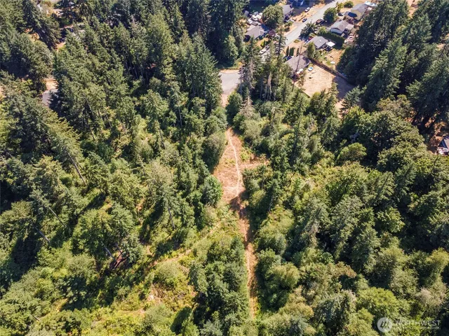 a view of a forest with a tree