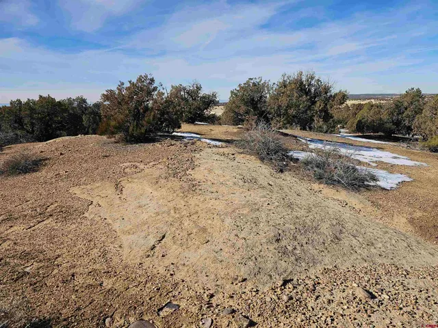 a view of a dry yard with trees