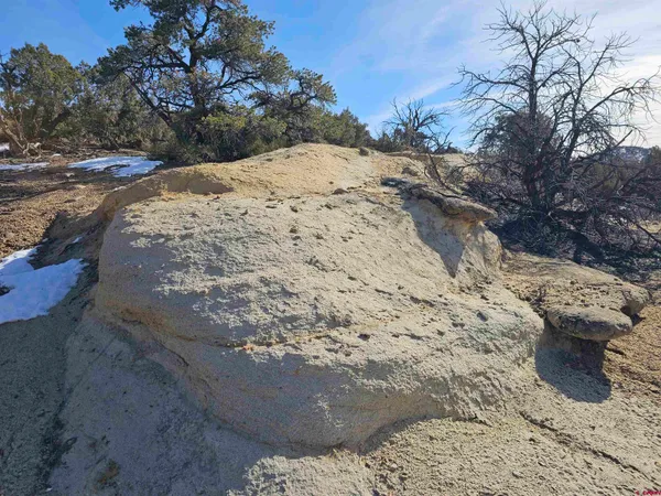 a view of dirt yard with a large tree