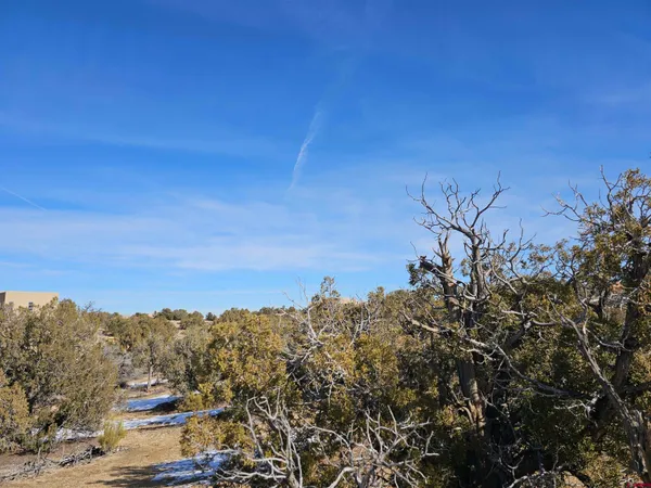 a view of a dry yard with trees in the background