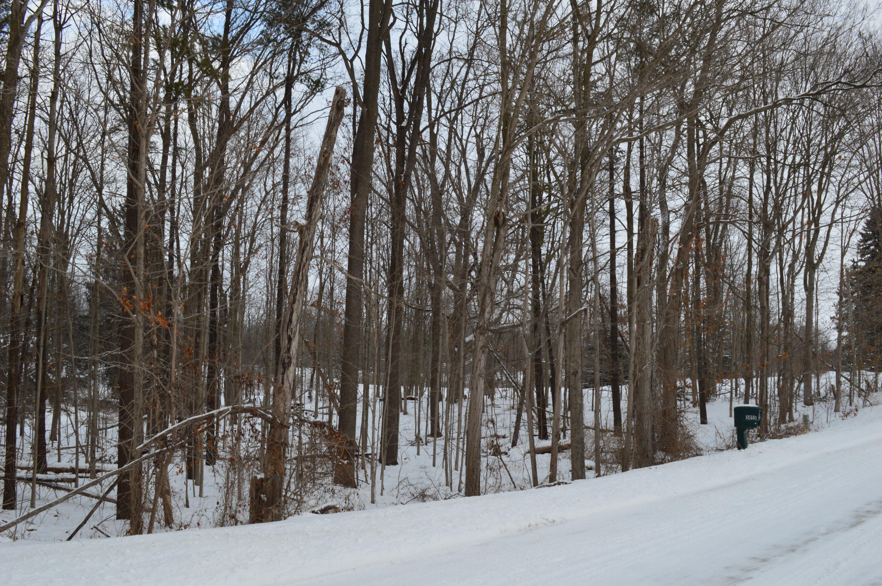 Willow Road facing East