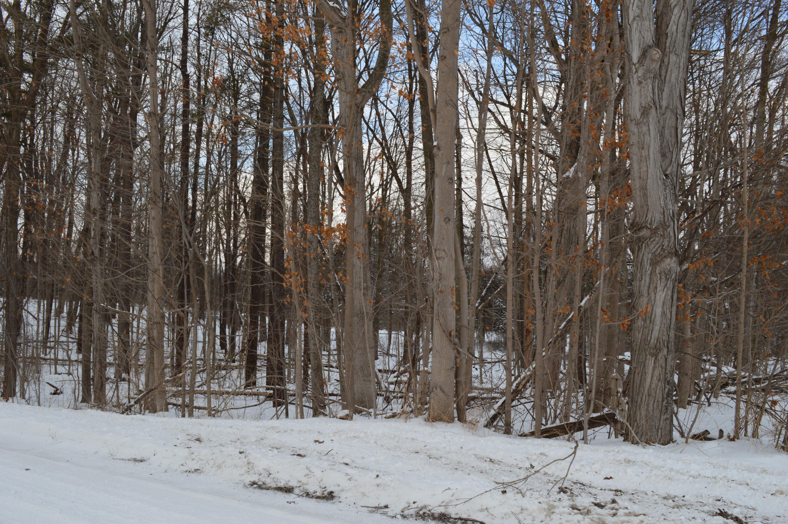 0 Willow Road Saline, MI 48176 - Photo 3 of 8 Willow Road Facing West