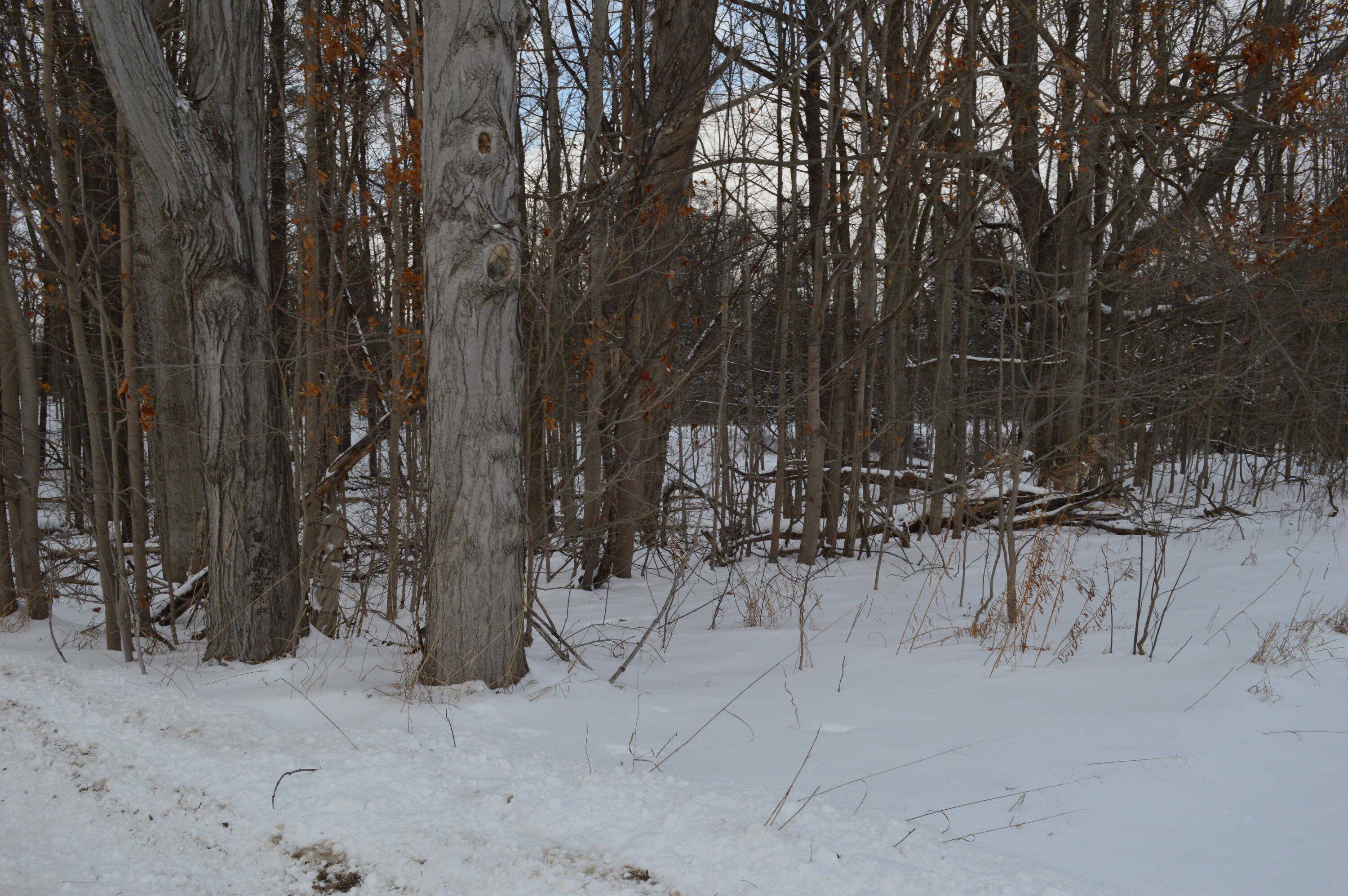 0 Willow Road Saline, MI 48176 - Photo 5 of 8 Willow Road some large trees