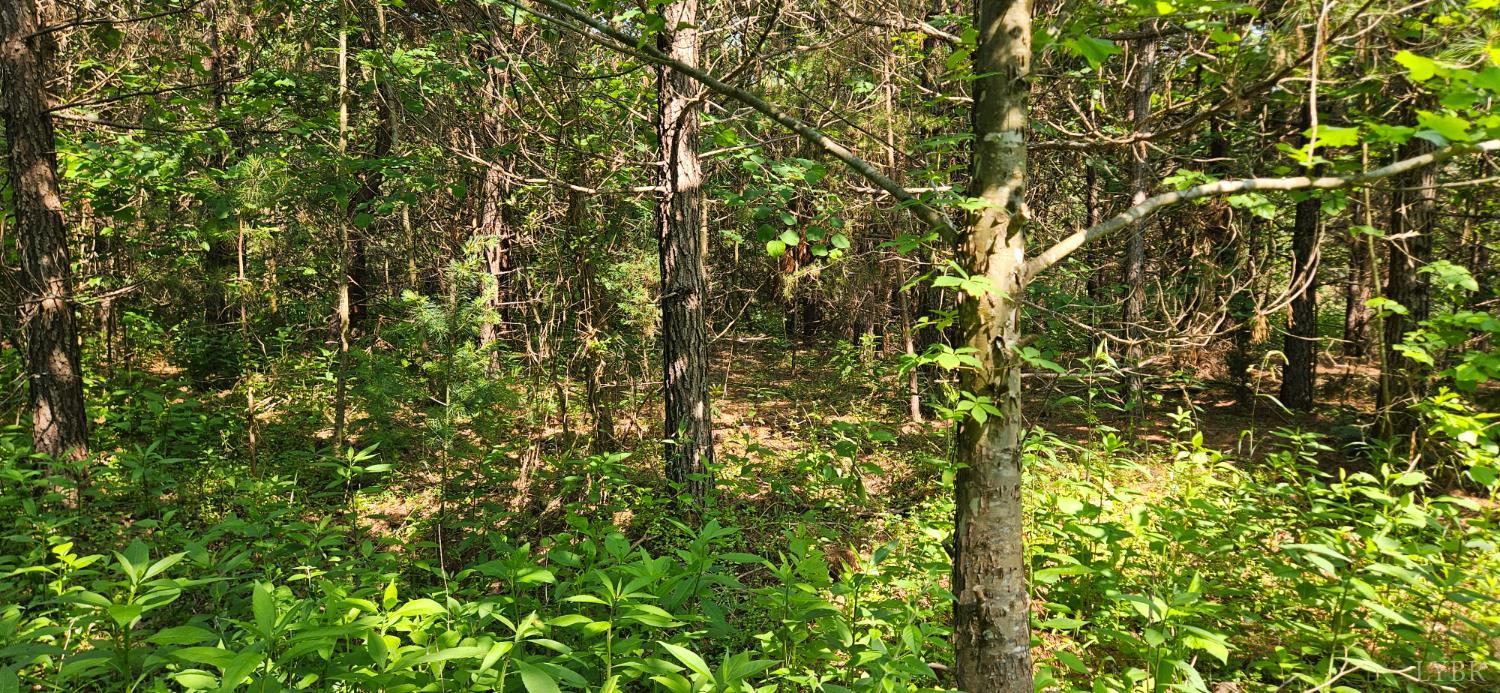 0 Earley Farm Road Madison Heights, VA 24572 - Photo 3 of 8 a view of a tree