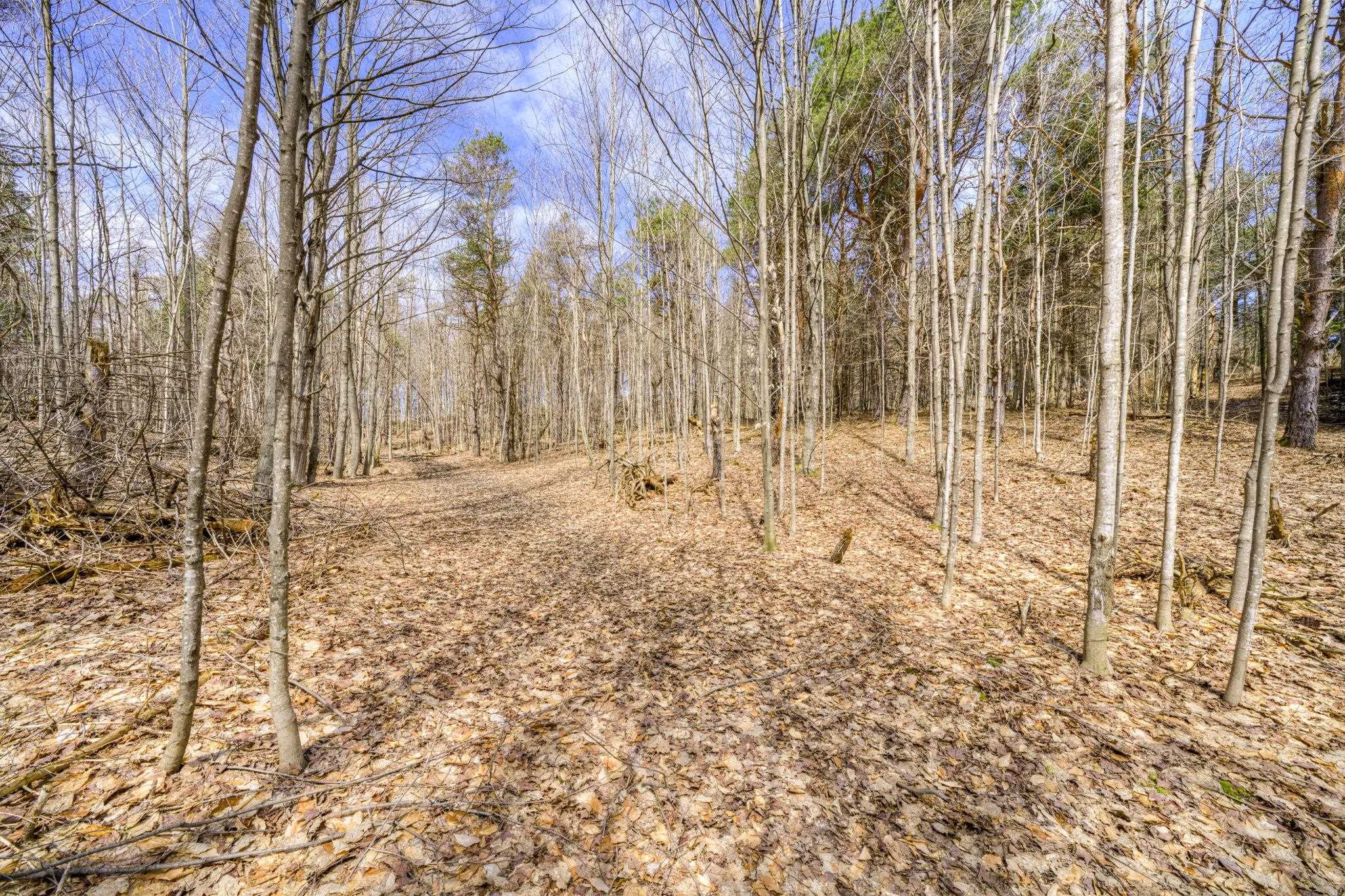Parcel B East Bodus Road Cedar, MI 49621 - Photo 6 of 10