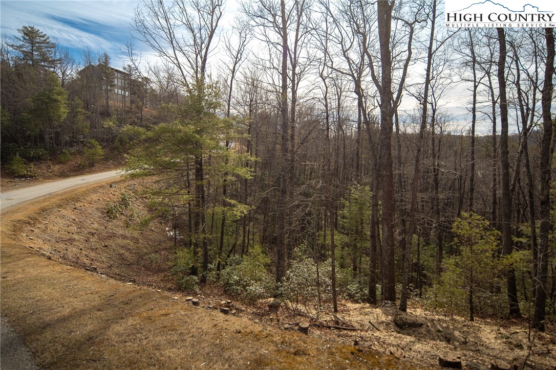 1255 Reynolds Parkway Boone, NC 28607 - Photo 2 of 48 a view of a forest filled with trees