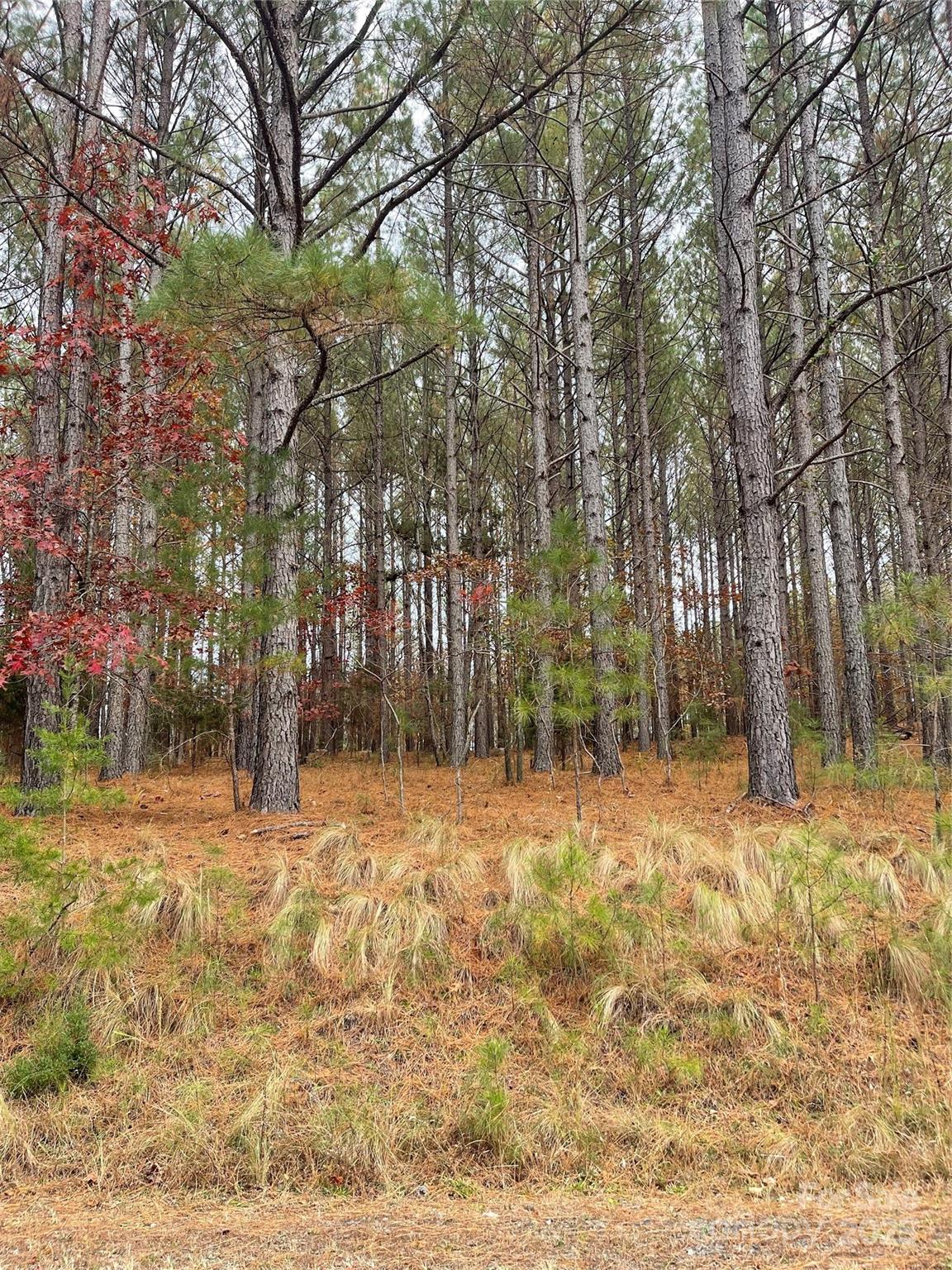0 Cross Creek Drive Rutherfordton, NC 28139 - Photo 2 of 3 a yard with trees in the background