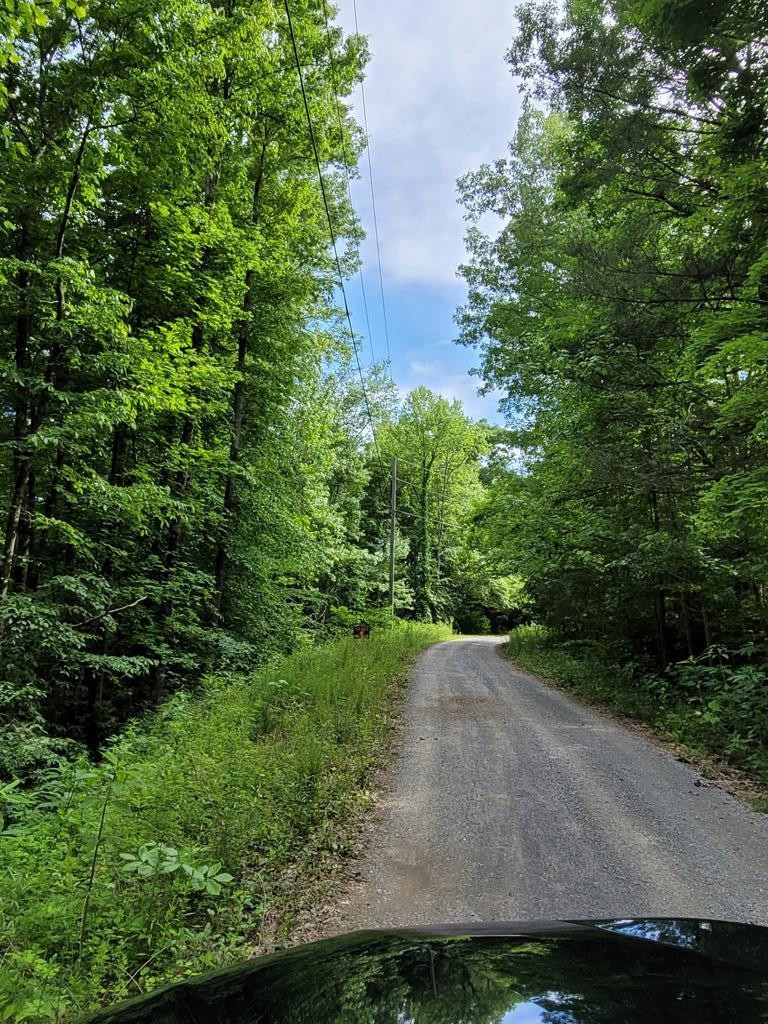 31 Butternut Lane Sevierville, TN 37876 - Photo 8 of 20