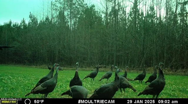 $649,000 | 385 Albert McMillin Road, Louisville, MS 39339