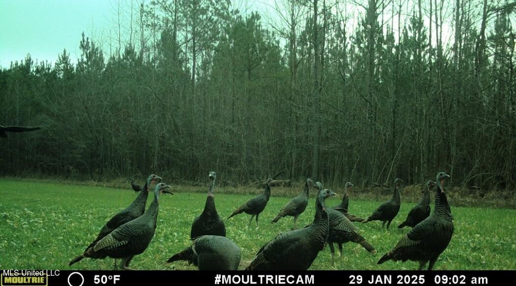 385 Albert McMillin Road Louisville, MS 39339 - Photo 20 of 40 932461504570613276