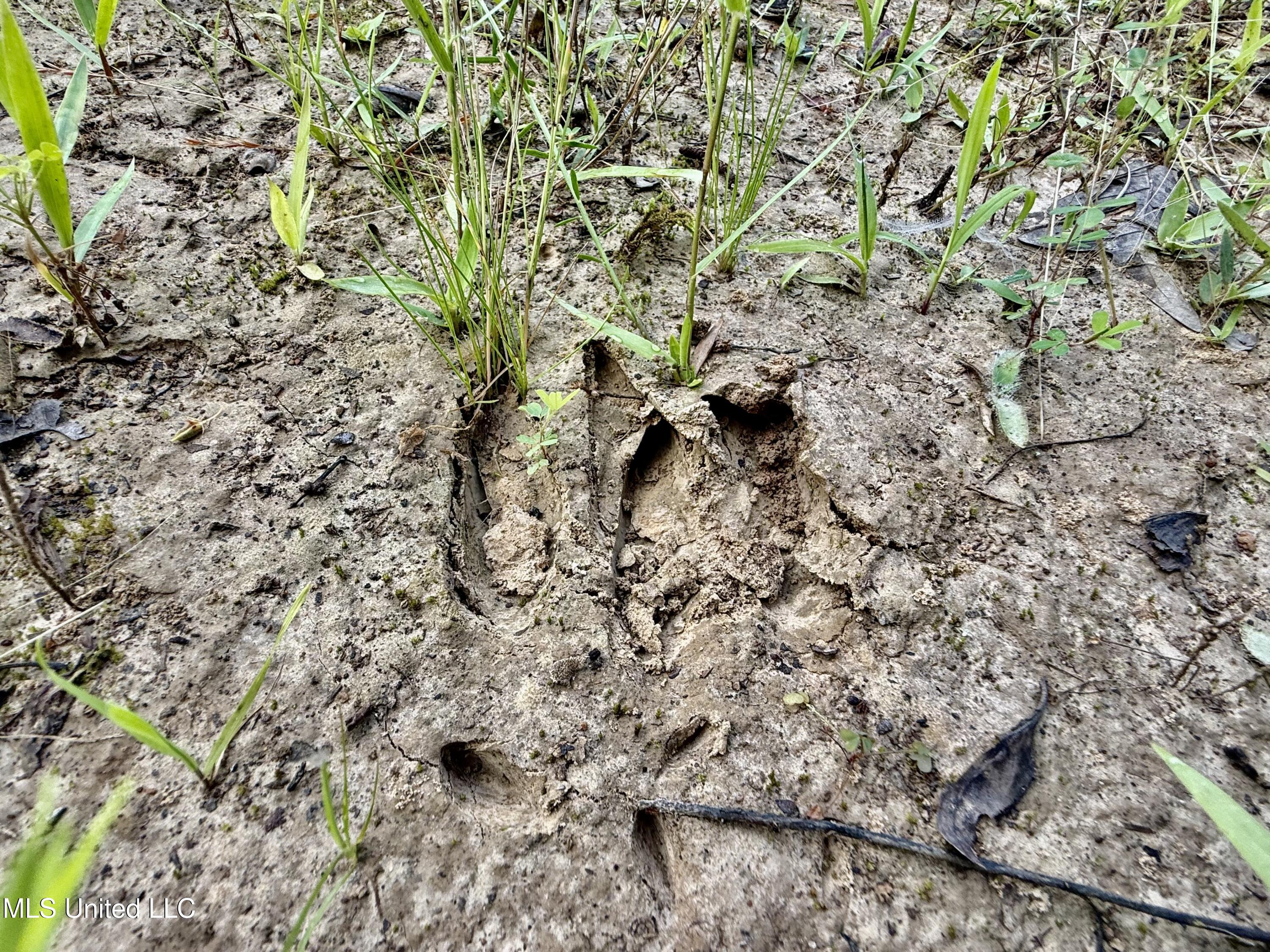 385 Albert McMillin Road Louisville, MS 39339 - Photo 22 of 40 IMG_5651