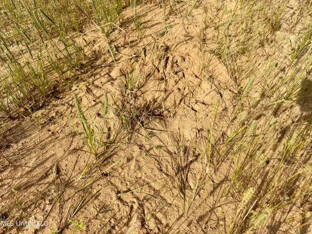 $649,000 | 385 Albert McMillin Road, Louisville, MS 39339