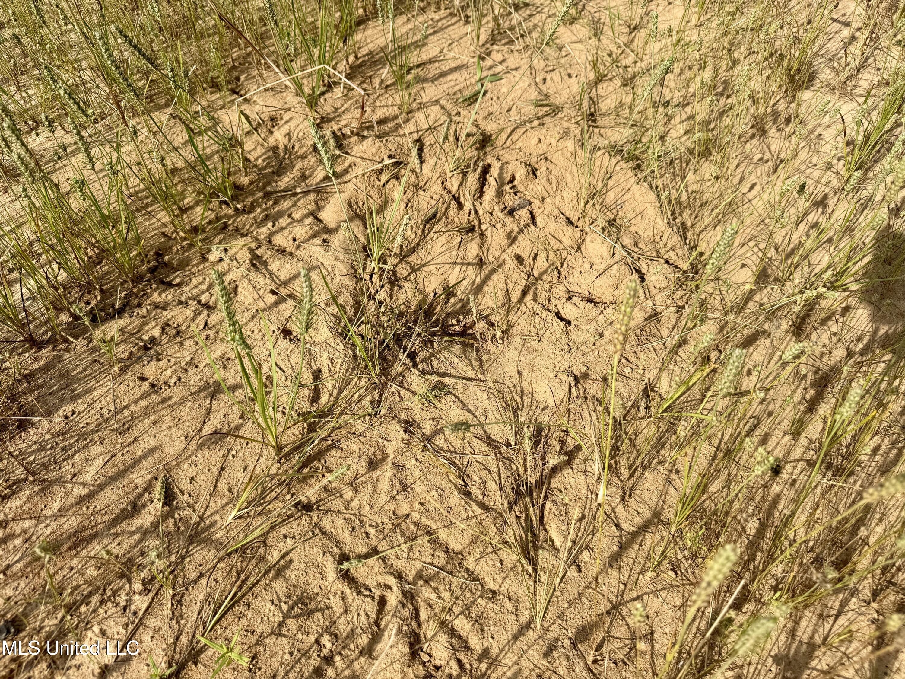 385 Albert McMillin Road Louisville, MS 39339 - Photo 35 of 40 IMG_5672