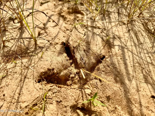 $649,000 | 385 Albert McMillin Road, Louisville, MS 39339