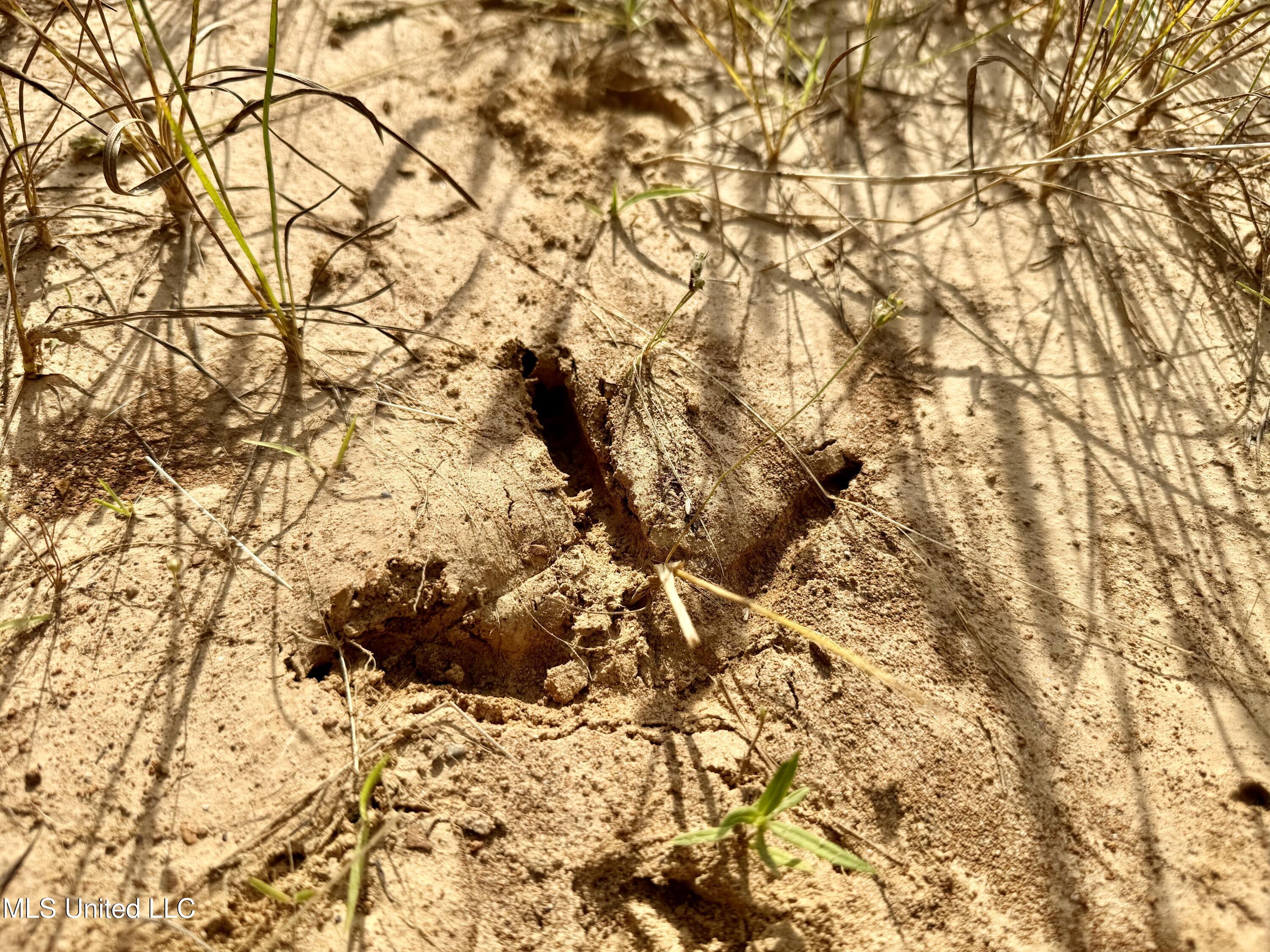 385 Albert McMillin Road Louisville, MS 39339 - Photo 36 of 40 IMG_5673