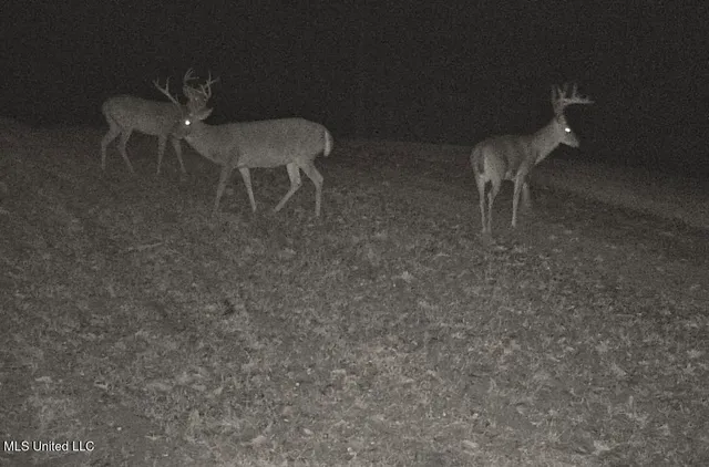 $649,000 | 385 Albert McMillin Road, Louisville, MS 39339