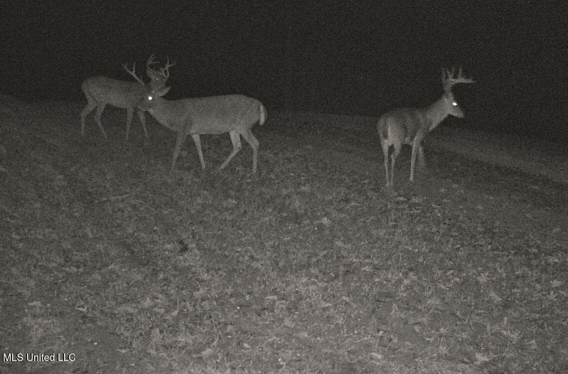 385 Albert McMillin Road Louisville, MS 39339 - Photo 37 of 40 4191315588927506325