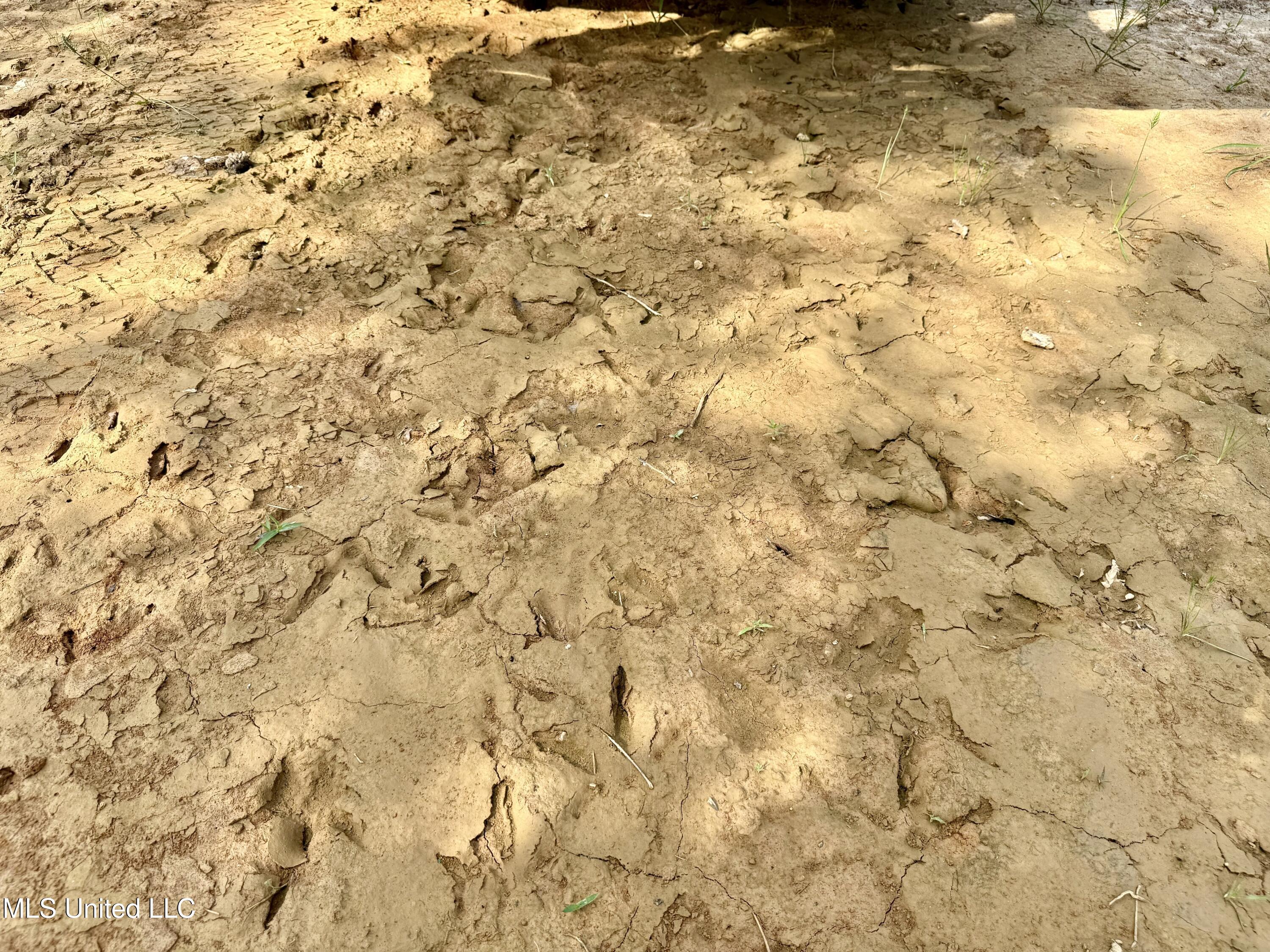 385 Albert McMillin Road Louisville, MS 39339 - Photo 5 of 40 IMG_5691