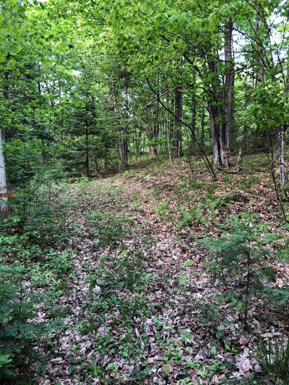 Lot 52 Crawford Lake Road Presque Isle, WI 54557 - Photo 11 of 14 Gallery Image 11