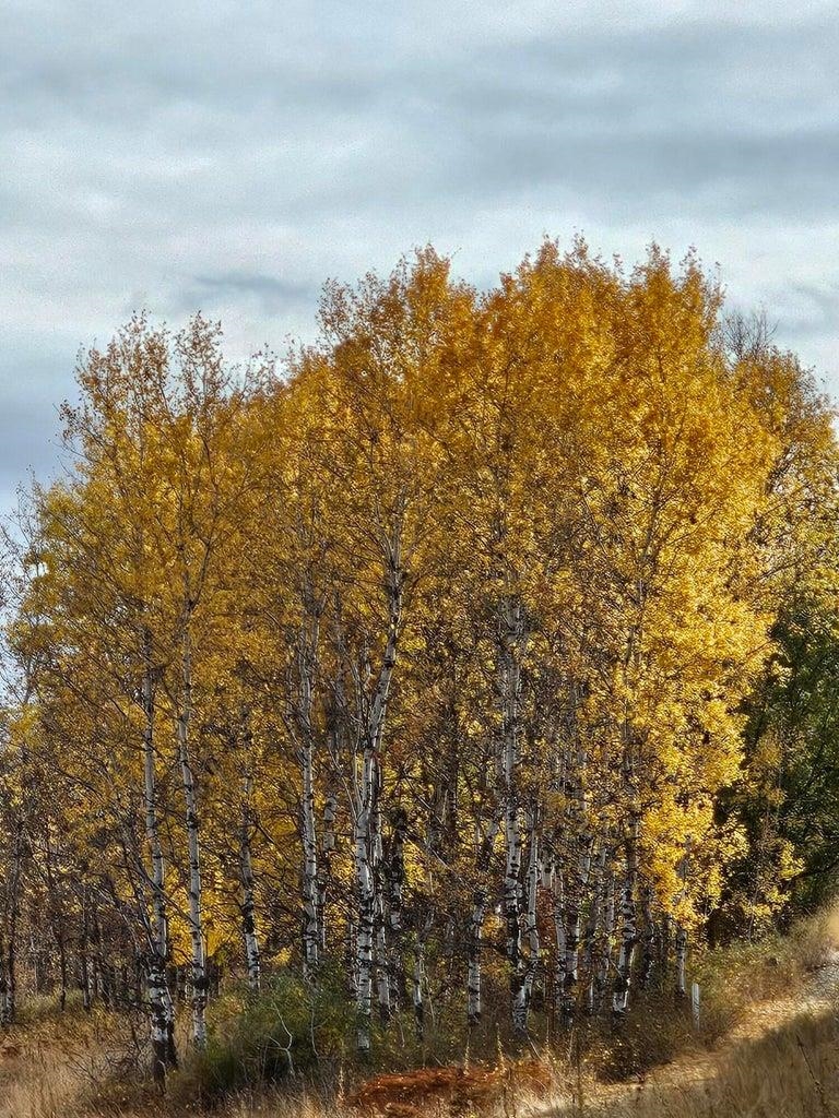 3390 Spirit Rdg Way Rice, WA 99167 - Photo 10 of 19