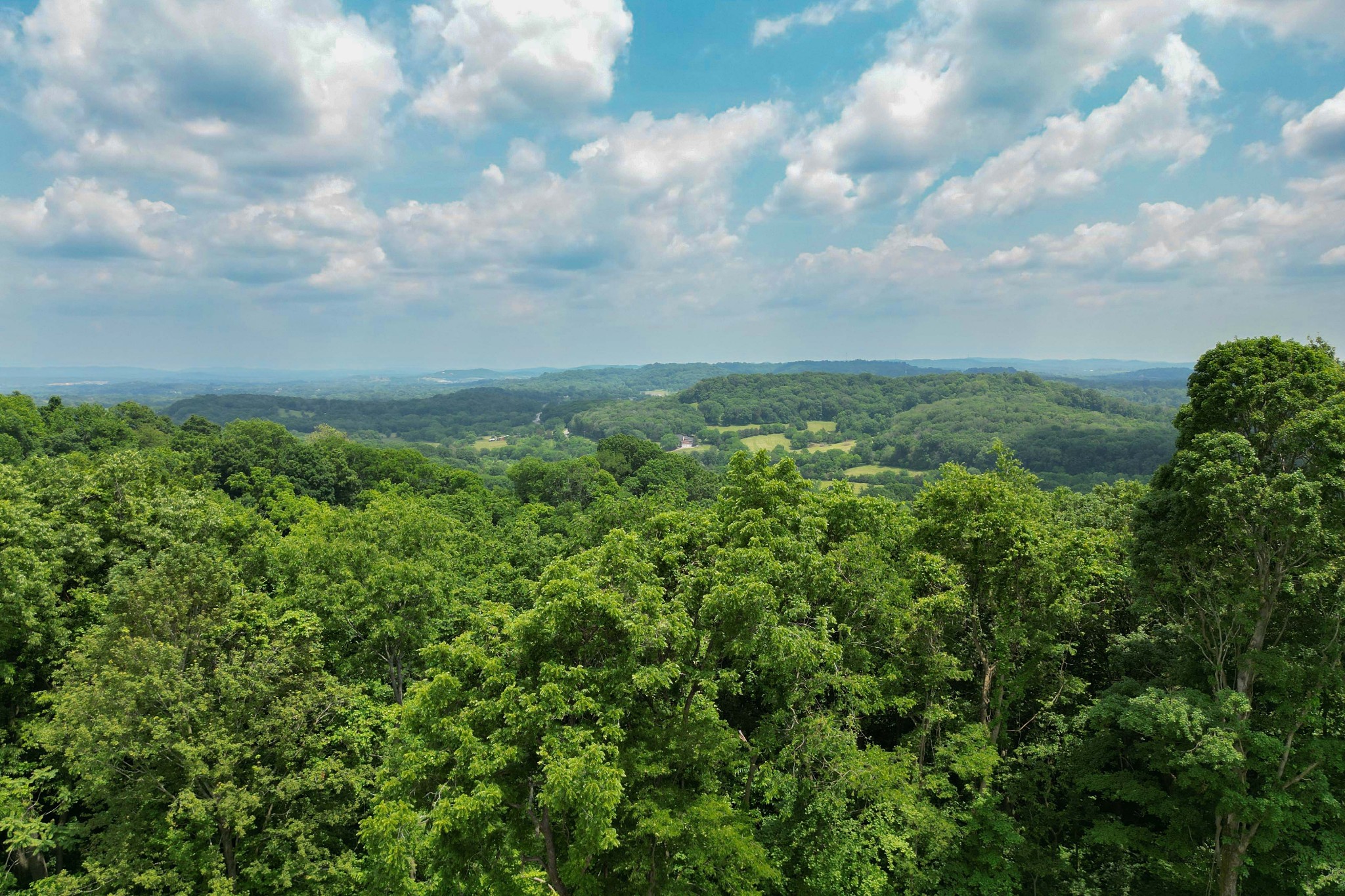 1442 Coleman Road Franklin, TN 37064 - Photo 53 of 63 a view of a green field with lots of bushes