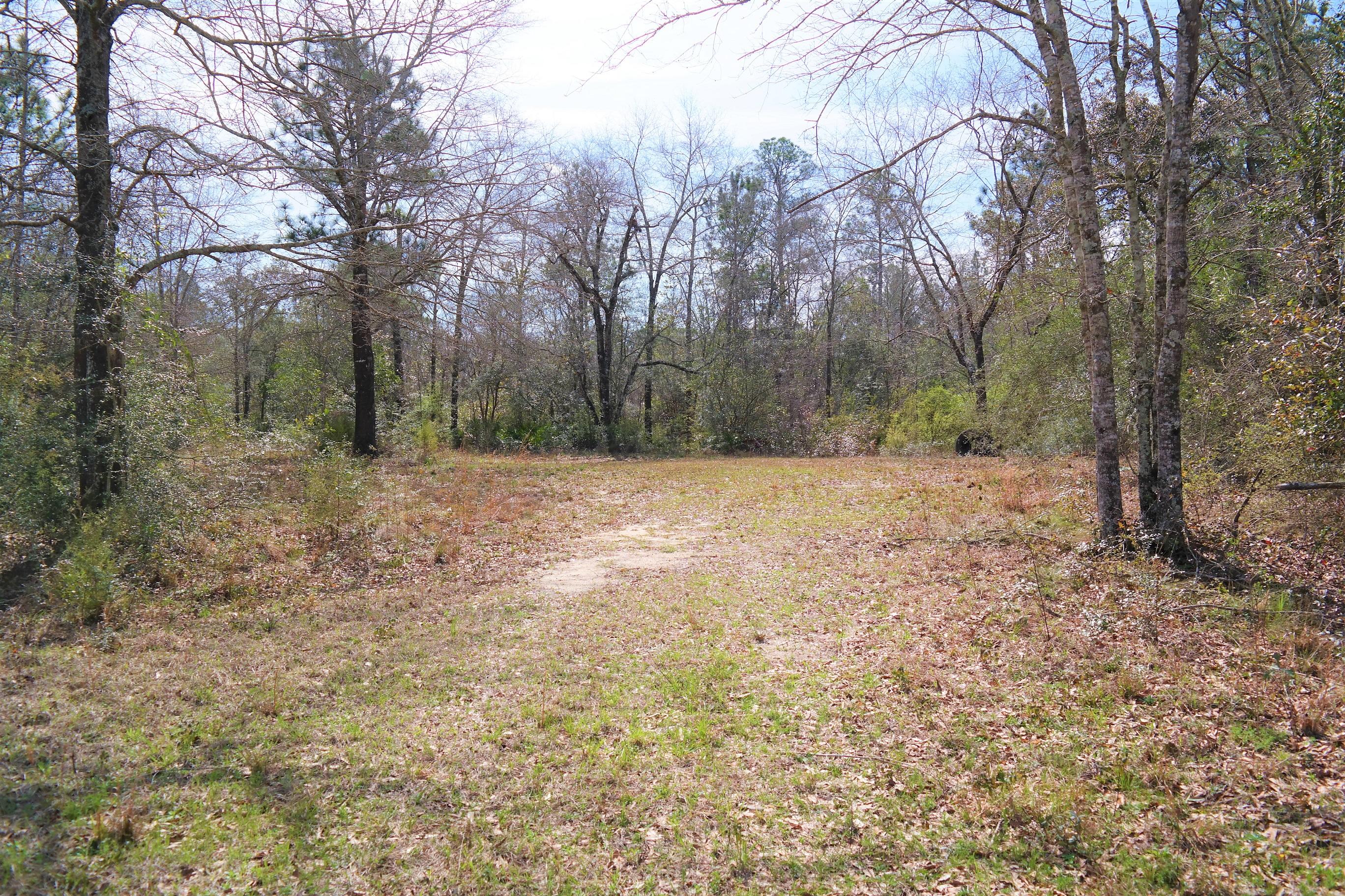 245 Engles Road DeFuniak Springs, FL 32433 - Photo 7 of 31 a view of a trees with a yard