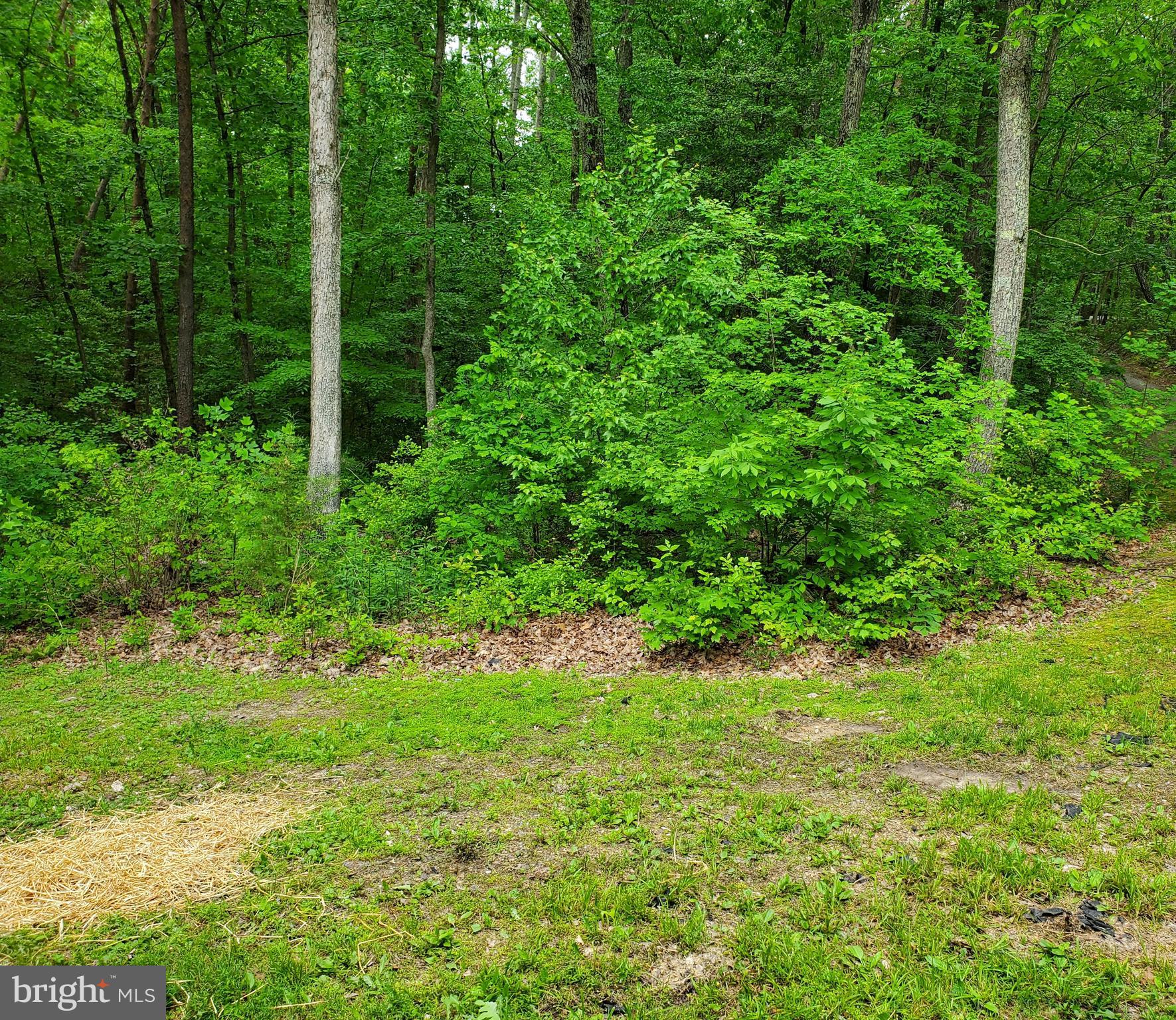 6304 Burr Hill Road Rhoadesville, VA 22542 - Photo 27 of 34 Front Yard