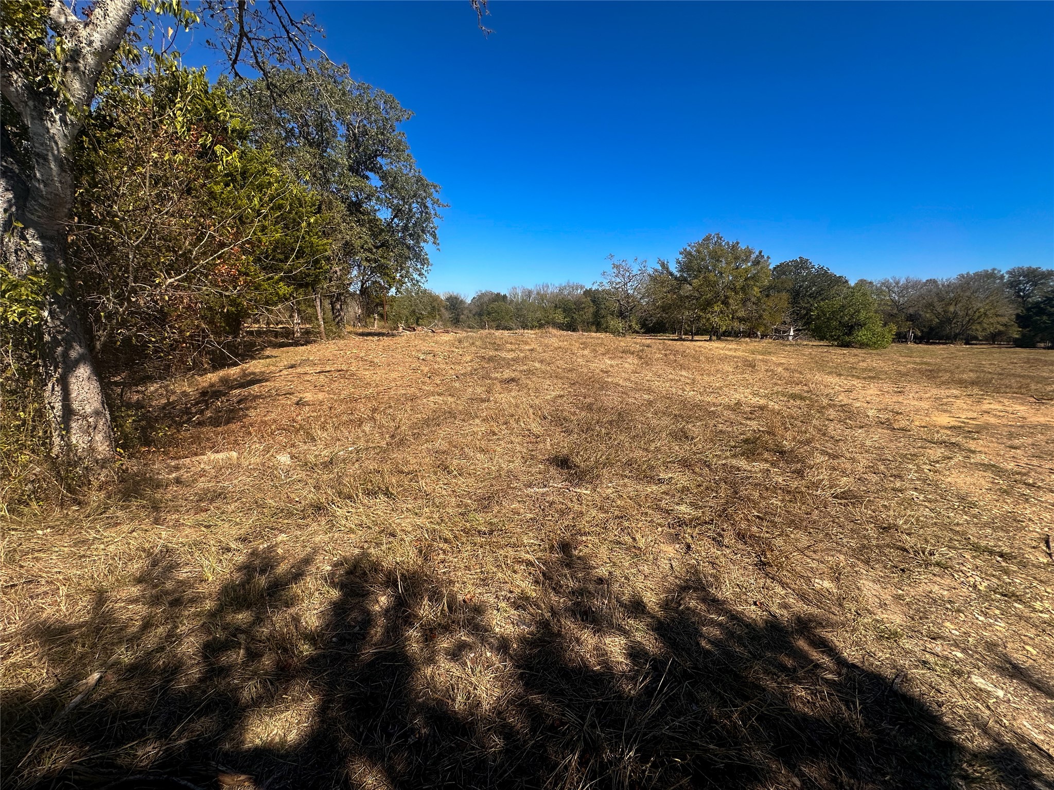 Mature trees frame a vast grassy clearing under a clear blue sky.