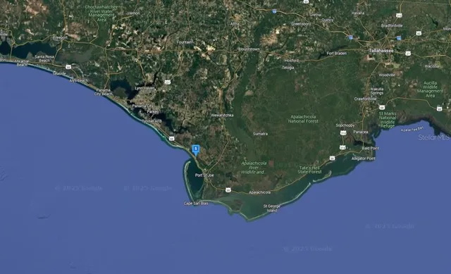 a view of a plant in a garden