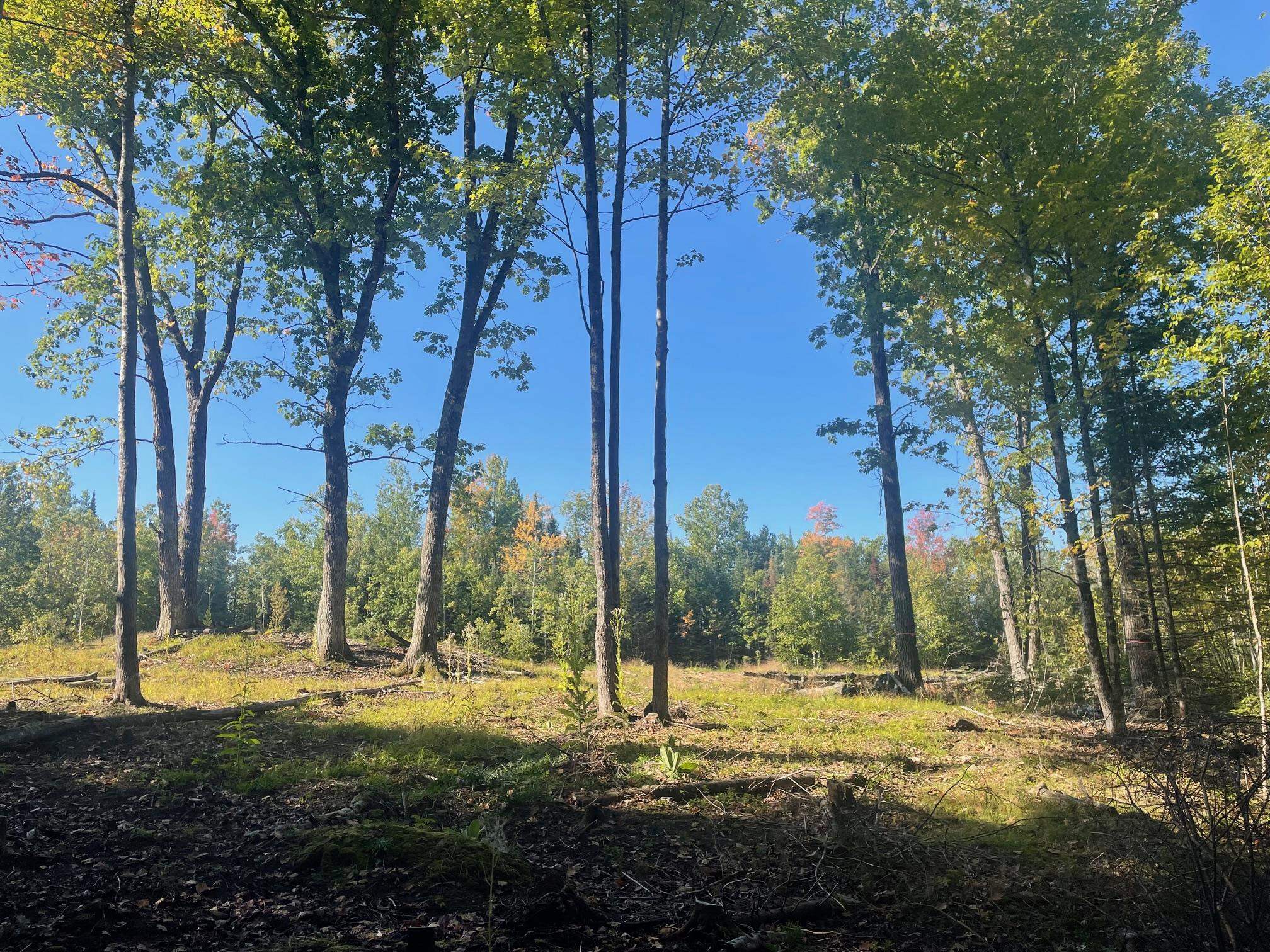 Angel Crest Lane Lakewood, WI 54138 - Photo 5 of 7