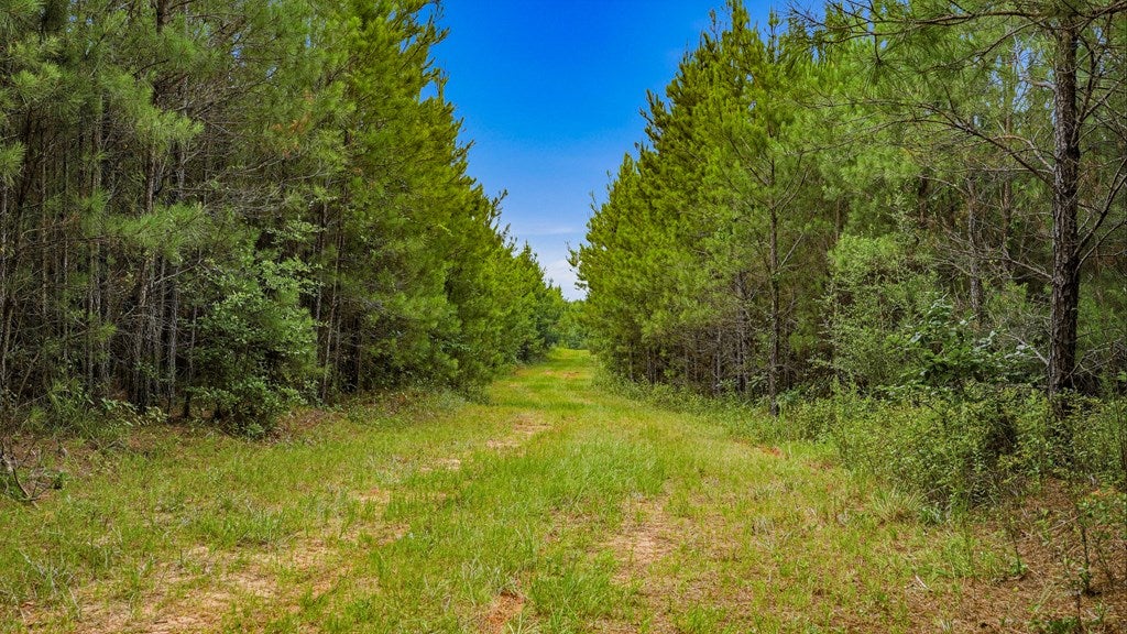 0 Harry Priddy Road Americus, GA 31719 - Photo 7 of 36 Gallery Image 7