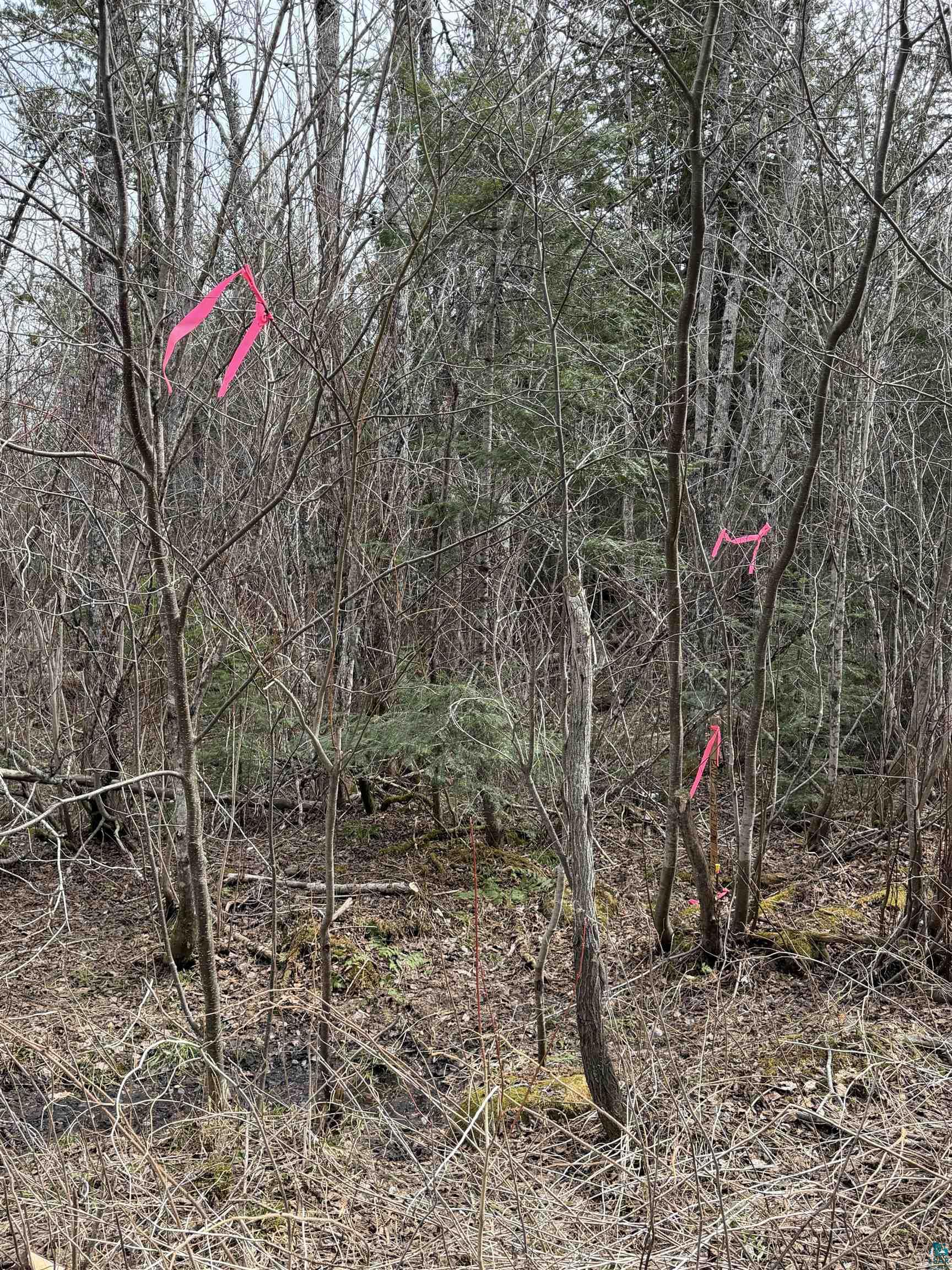 Xx South Lost Lake Road Grand Marais, MN 55604 - Photo 11 of 14 SW corner flags