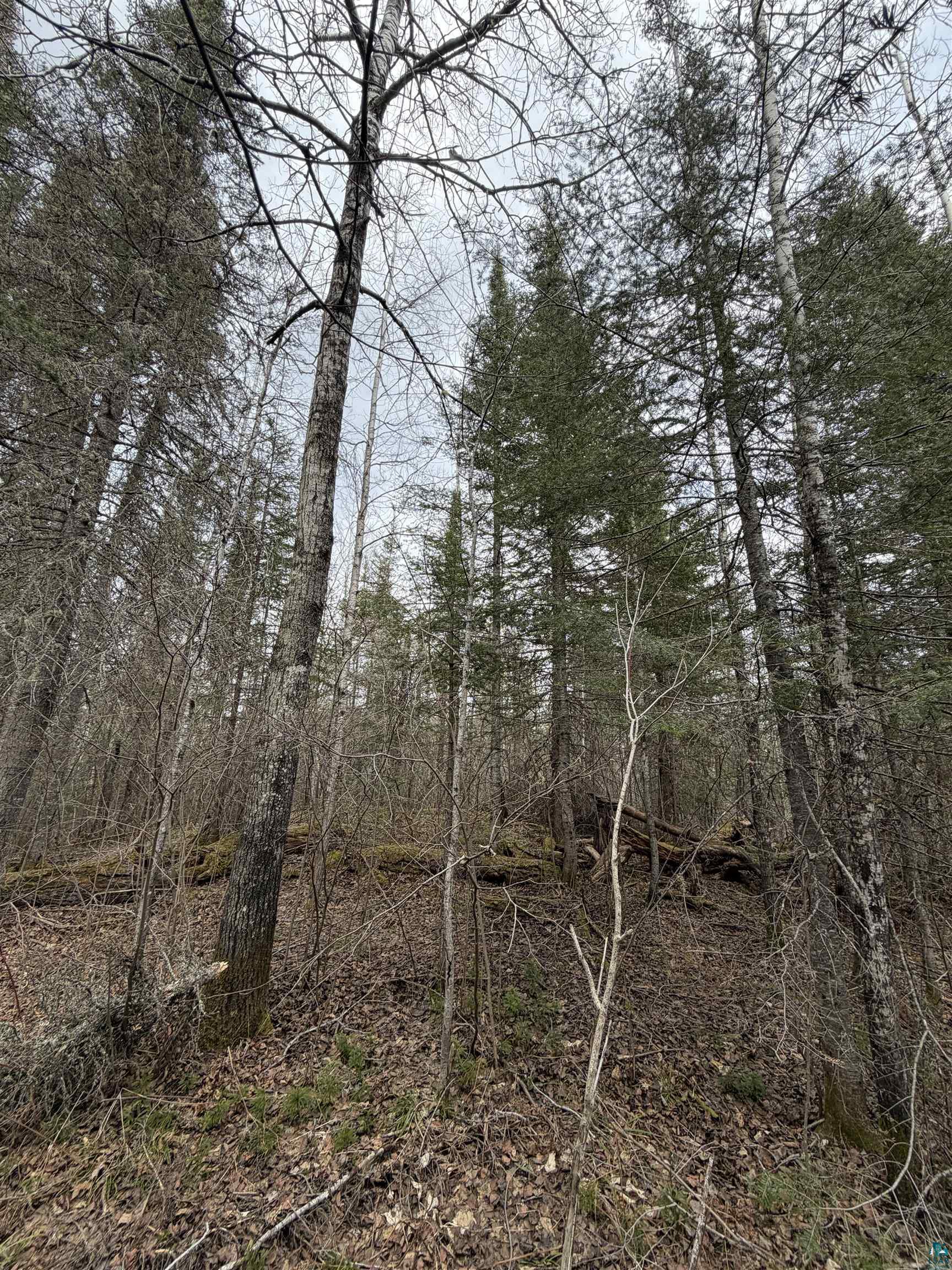 Xx South Lost Lake Road Grand Marais, MN 55604 - Photo 12 of 14