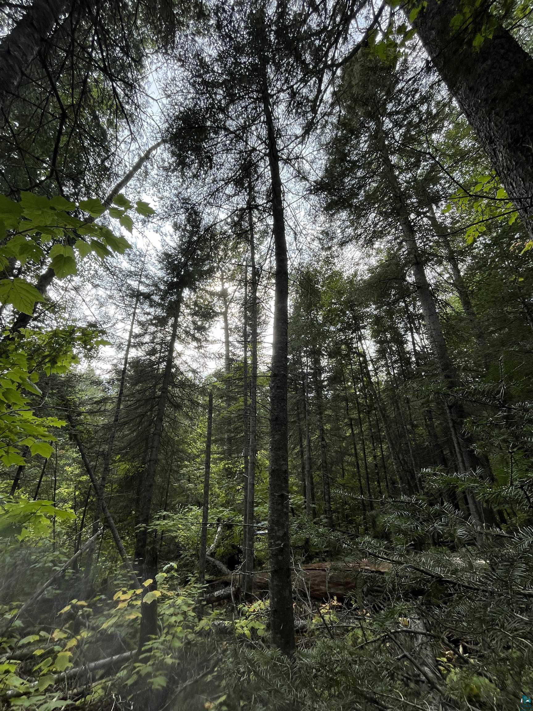 Xx South Lost Lake Road Grand Marais, MN 55604 - Photo 3 of 7