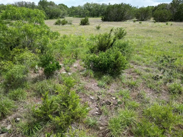 a view of a lush green forest with lots of trees