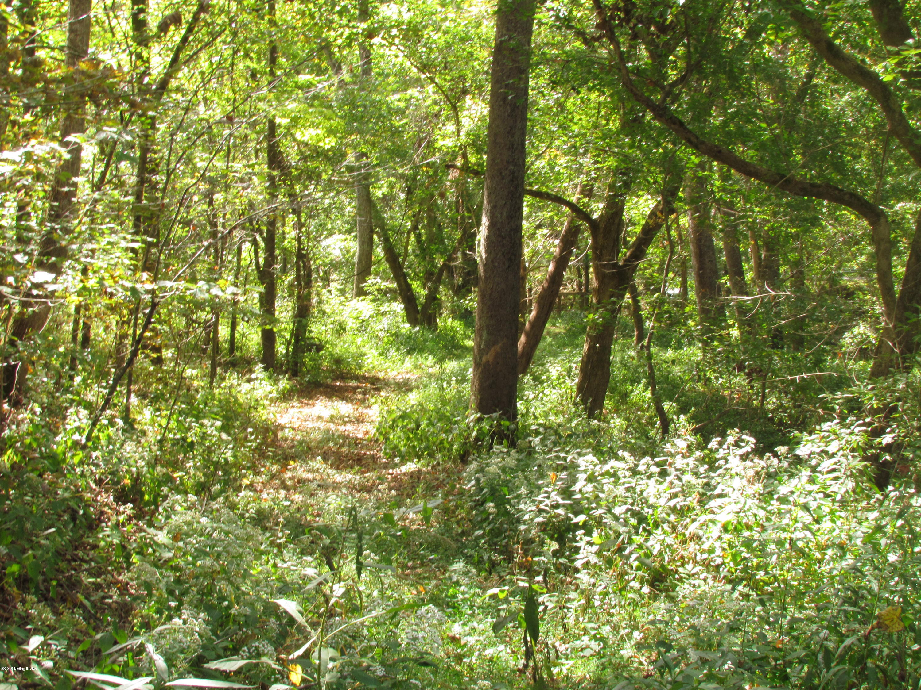 0 Lockport- Fallis Road Lockport, KY 40036 - Photo 10 of 28 Camping enthusiasts! BEAUTIFUL LAND WITH TRAILS. VERY WOODED & NATURAL