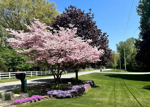 a view of a park with large trees