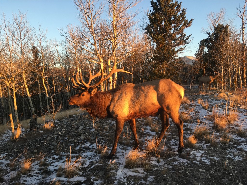 742 Lumberjack Road Fairplay, CO 80440 - Photo 27 of 35 a view of a backyard