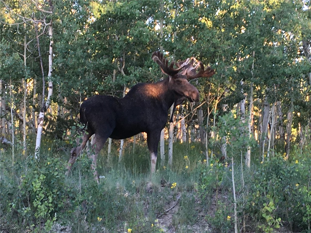 742 Lumberjack Road Fairplay, CO 80440 - Photo 30 of 35 a view of a lake in a forest