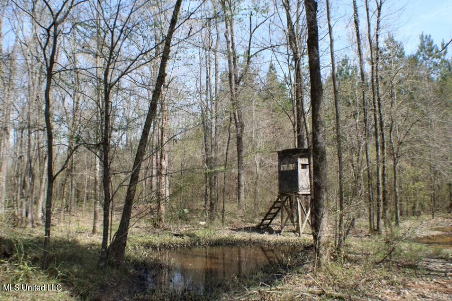 Walnut Road Carthage, MS 39051 - Photo 3 of 5 83.5 Madison