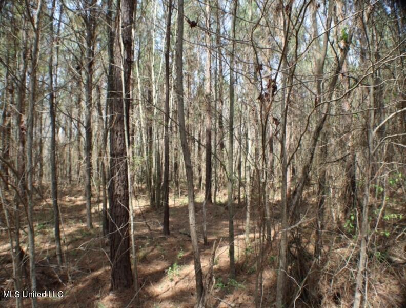 Walnut Road Carthage, MS 39051 - Photo 5 of 5 83.5 Madison