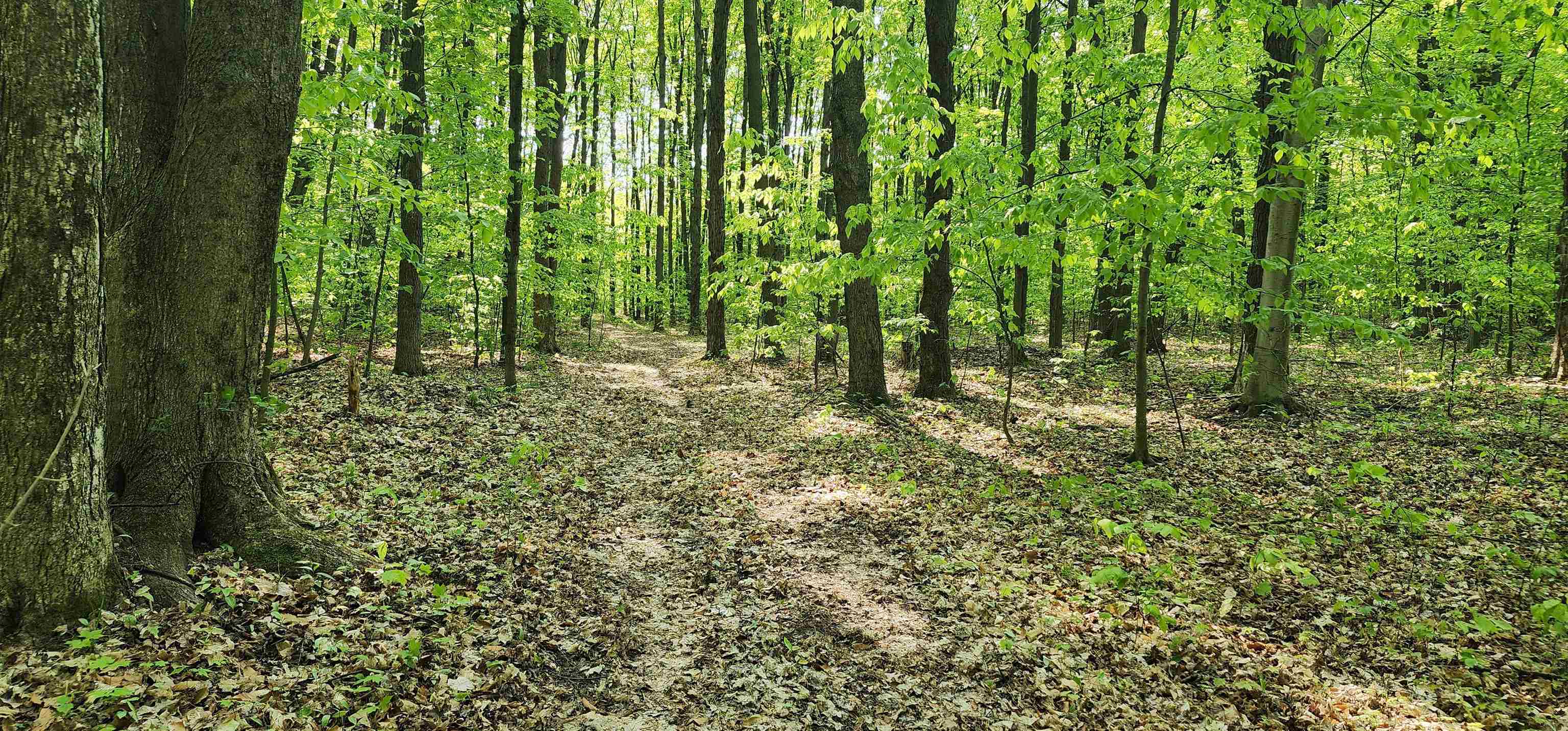 7400 West Phelps Road Manton, MI 49663 - Photo 7 of 28