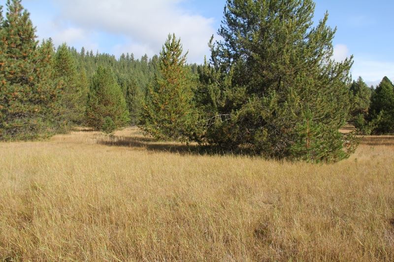 Xx Wild Deer Way Springdale, WA 99173 - Photo 4 of 20