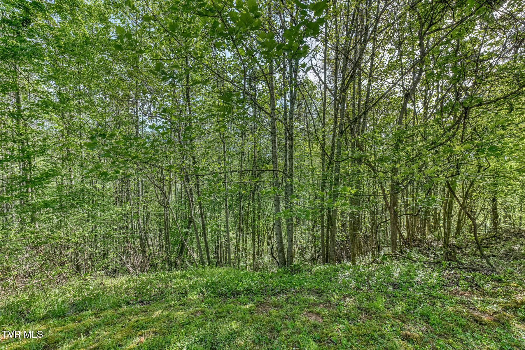 514 Piney Grove Road Hampton, TN 37658 - Photo 6 of 33 514 Piney Grove Rd-33