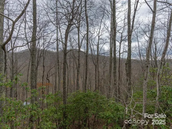 a view of lots of trees