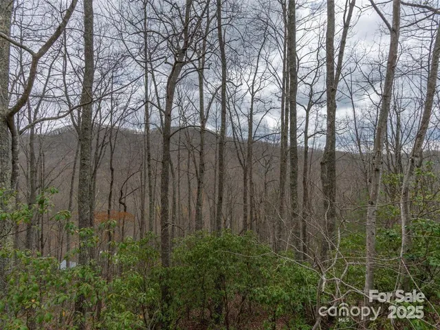 a view of lots of trees