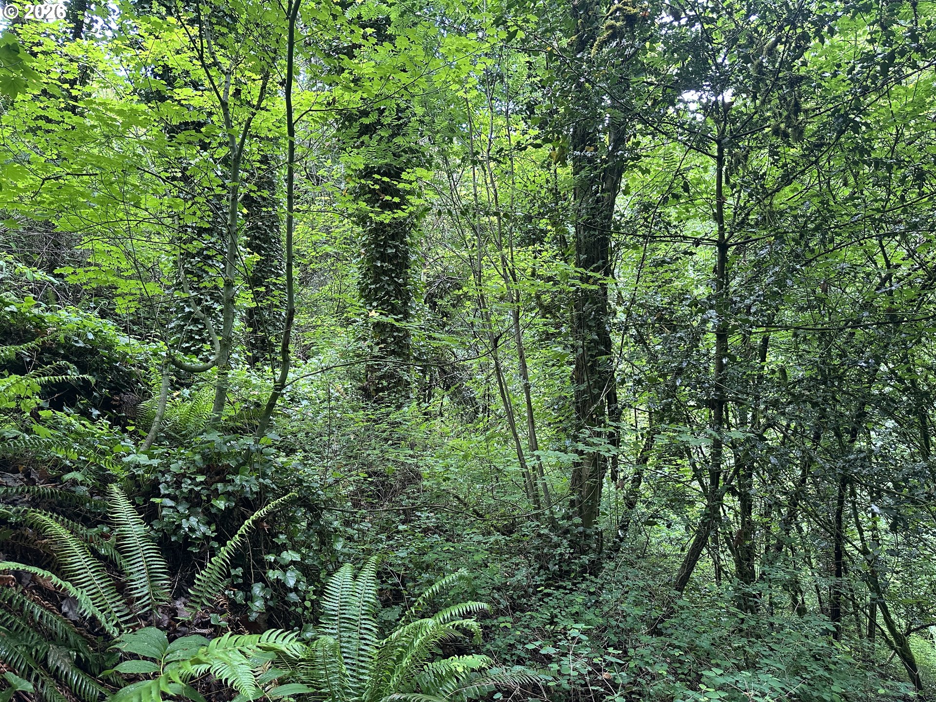 0 Southwest Mcdonnell Portland, OR 97239 - Photo 13 of 17 a view of a lush green forest
